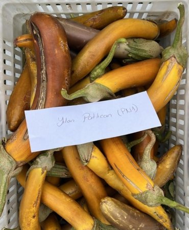 balikesir_buyuksehir_belediyesi_ata_tohumlari_ile_envanterini_guclendiriyor_5