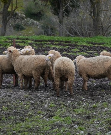 balikesir_ciftcisine_100_hibeli_damizlik_destegi_1