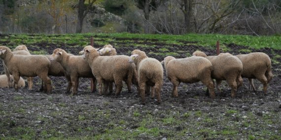 balikesir_ciftcisine_100_hibeli_damizlik_destegi_1