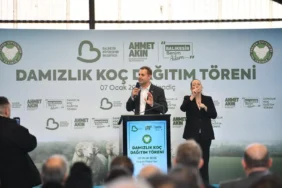 damızlık koç ana resim