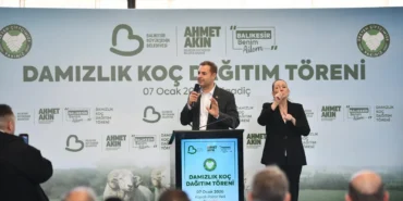 damızlık koç ana resim