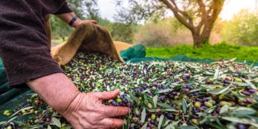 Harvested fresh olives in sacks in a field in Crete, Greece for olive oil production, using green nets.