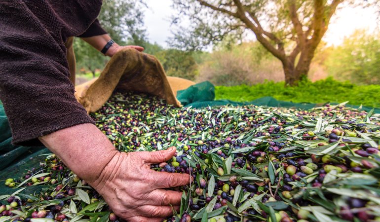 Harvested fresh olives in sacks in a field in Crete, Greece for olive oil production, using green nets.