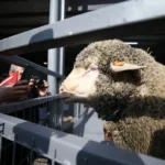 bandirma-koyunculuk-arastirma-enstitusunde-ac-5-19688193_amp