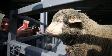 bandirma-koyunculuk-arastirma-enstitusunde-ac-5-19688193_amp