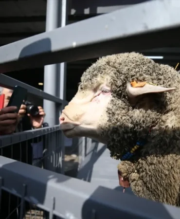 bandirma-koyunculuk-arastirma-enstitusunde-ac-5-19688193_amp