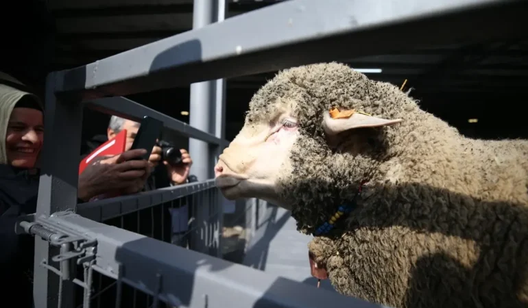 bandirma-koyunculuk-arastirma-enstitusunde-ac-5-19688193_amp