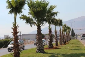 palmiye