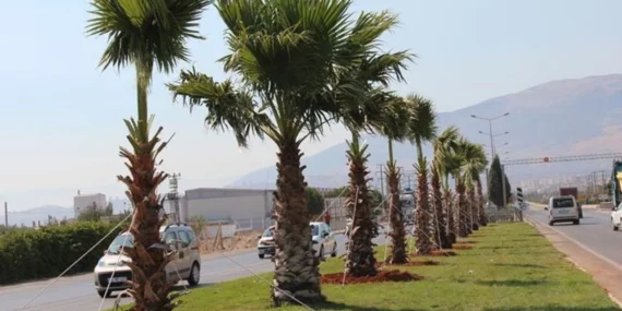 palmiye